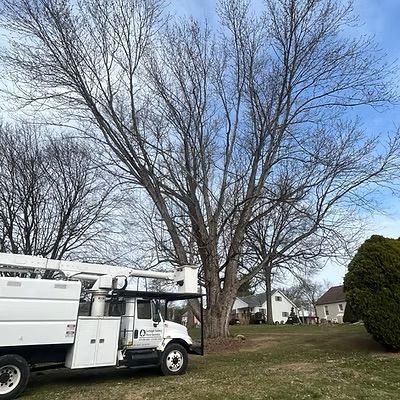A white tree trimming truck is parked in front of a tree without leaves.
