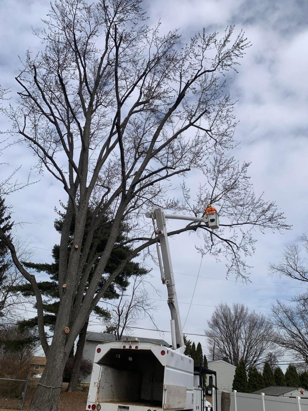 A man is cutting a tree with a crane.