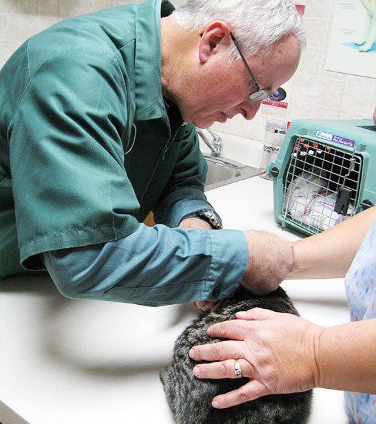 Bushnell Veterinary Service Pet Health Bushnell, IL