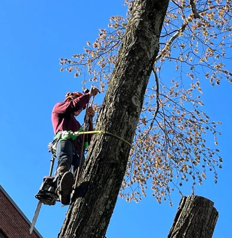 Two workers in neon shirts handling a large fallen tree in a suburban yard near a house