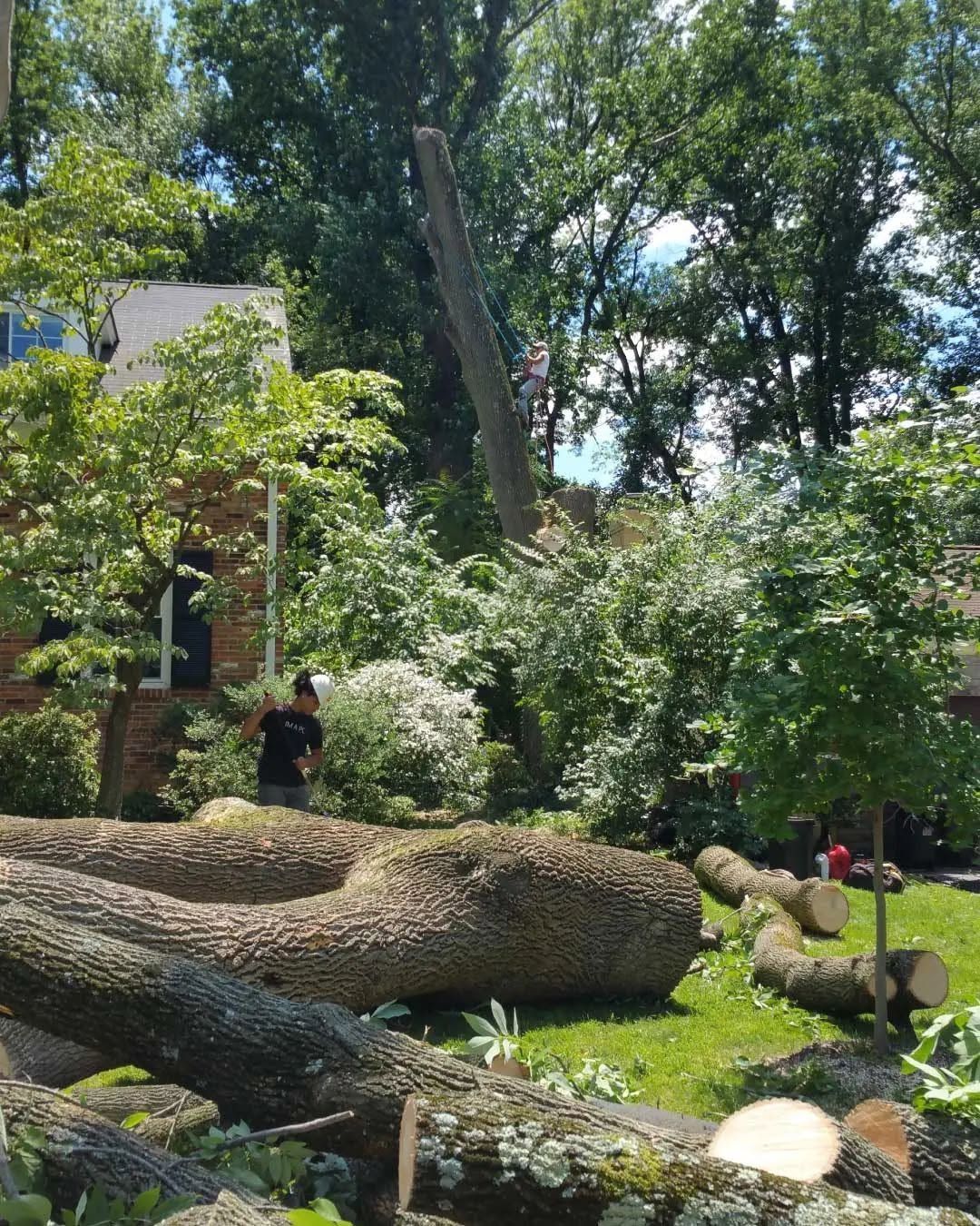 Large fallen trees in a lush garden with a brick building and people in the background