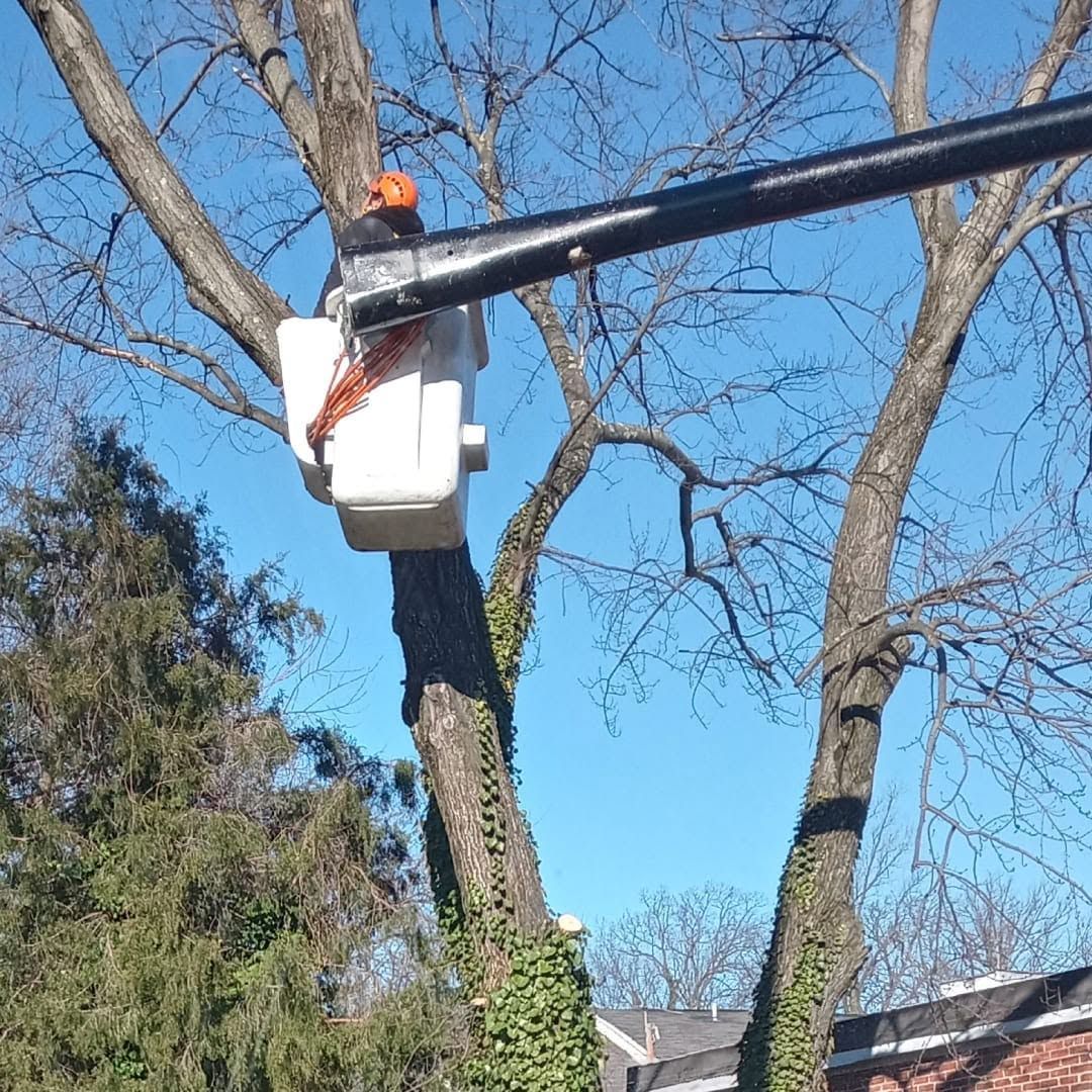 Worker in a bucket lift trimming a tree against a clear blue sky