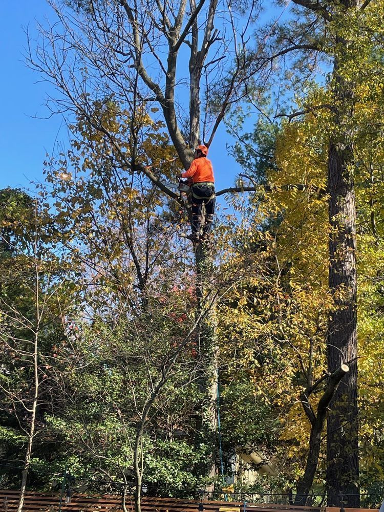 Person in orange climbing a tall tree in a wooded area on a clear day