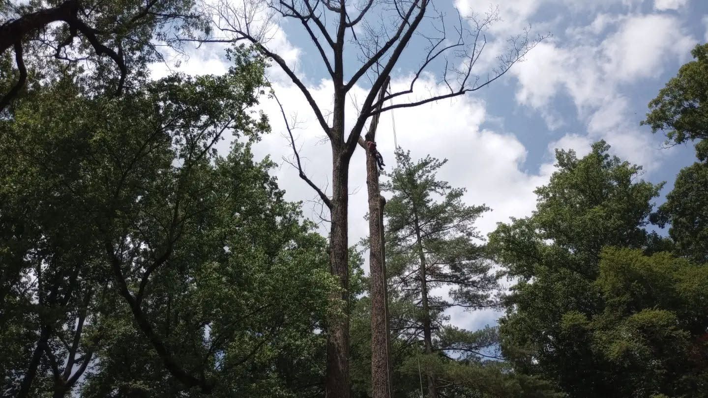Tall trees in a wooded area against a cloudy sky with sunlight breaking through