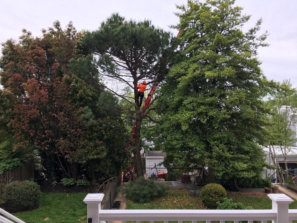 Worker in orange safety gear trimming a tall tree in a garden