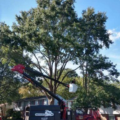 Bucket truck trimming a large tree beside a house on a sunny day