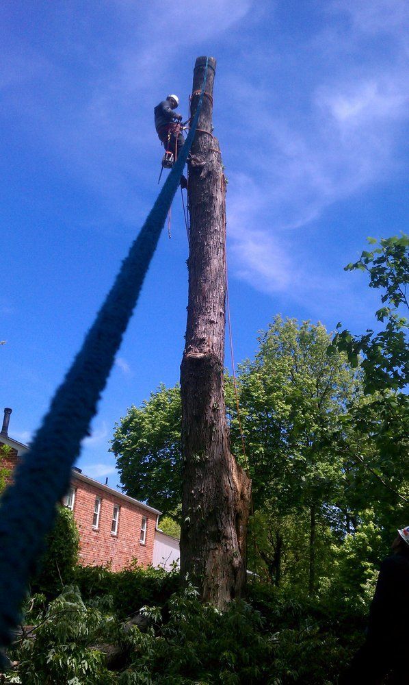 Worker pruning a tall tree against a blue sky, with a rope hanging beside the trunk.