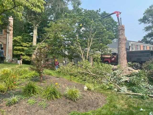 Tree removal crew trimming a tall tree beside a red truck in a landscaped yard