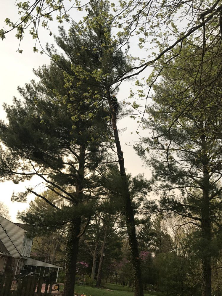 Tall pine trees in a park at dusk, with a house roof visible on the left.