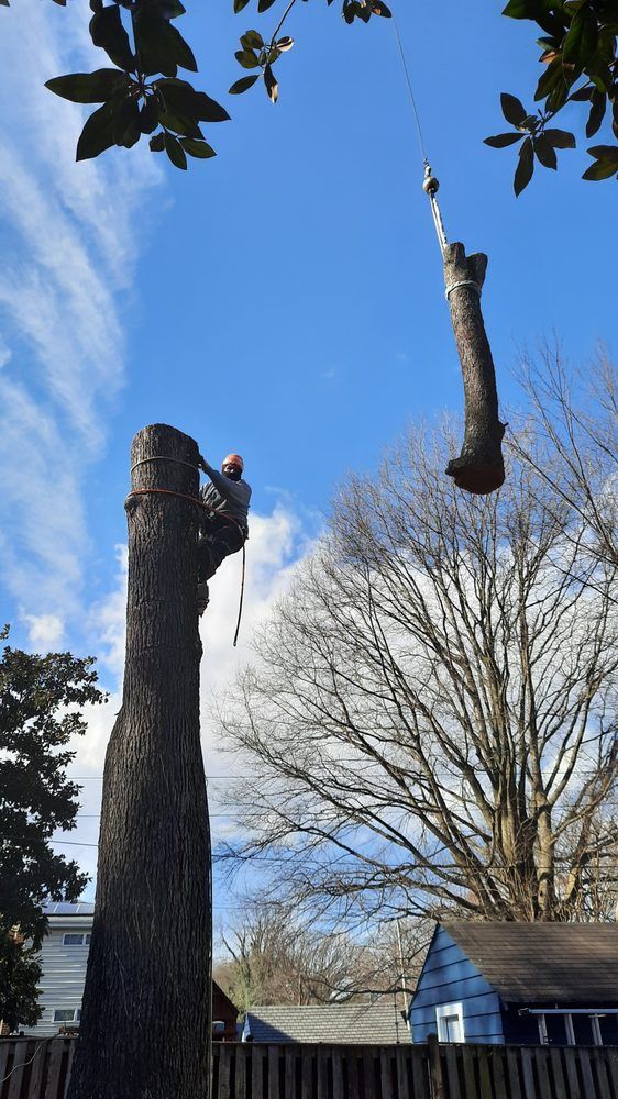 Two tree trunks in a yard, one with a person cutting branches and another suspended by a crane against a blue sky