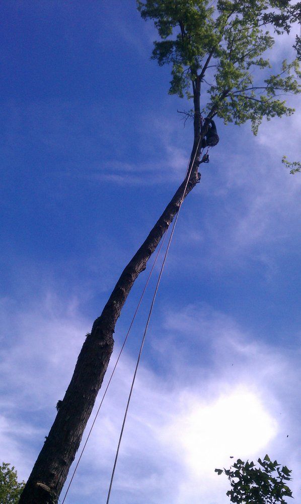 Tall tree trunk being climbed or rigged against a bright blue sky with clouds
