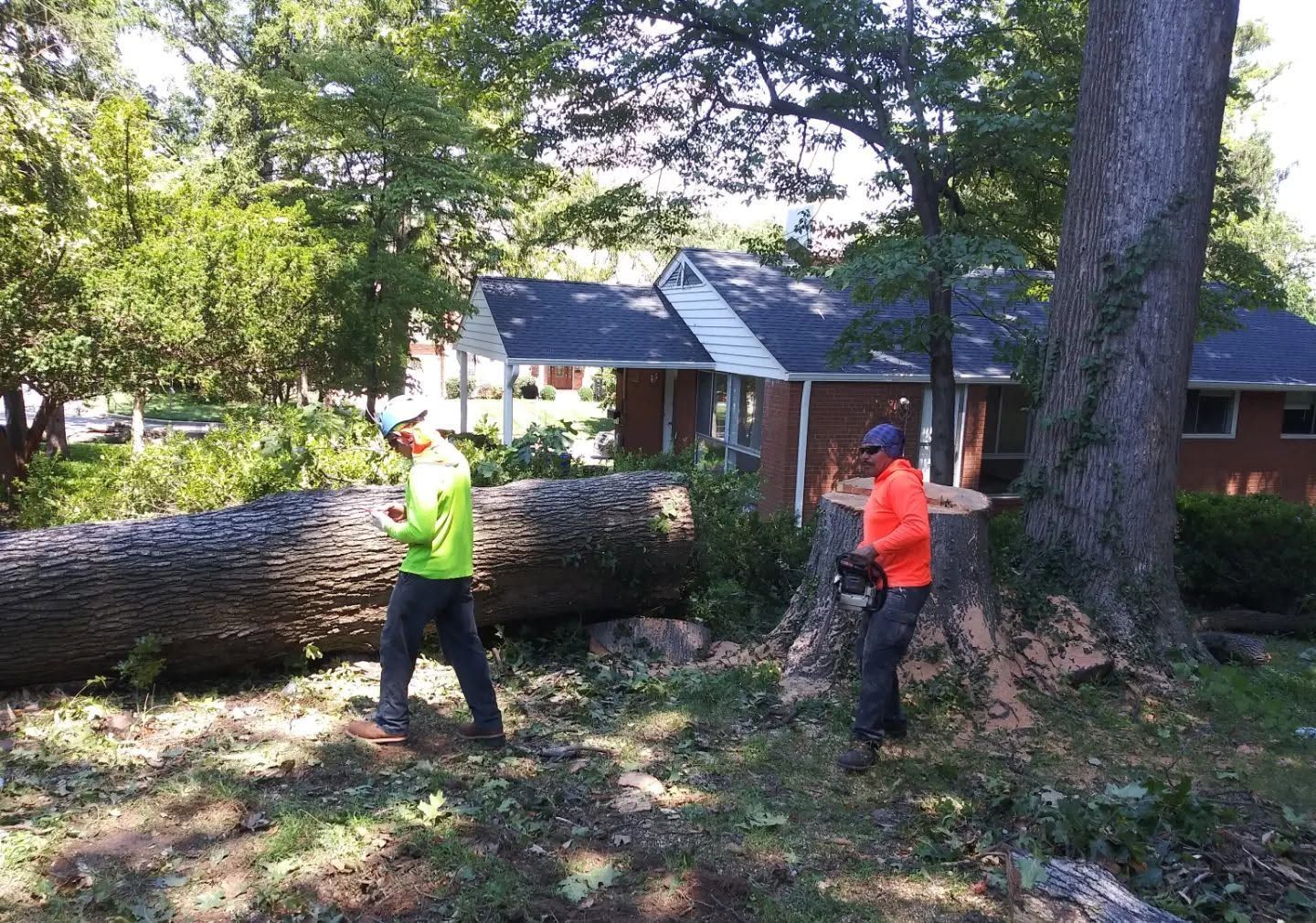 Two workers in neon shirts stand beside a fallen tree in a yard near a house.