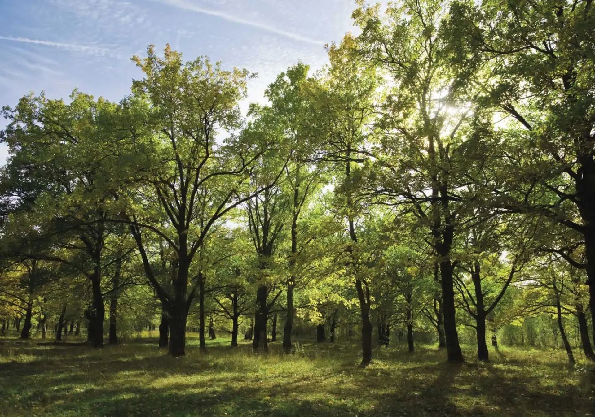 Sunny green forest with tall trees and dappled sunlight on the ground