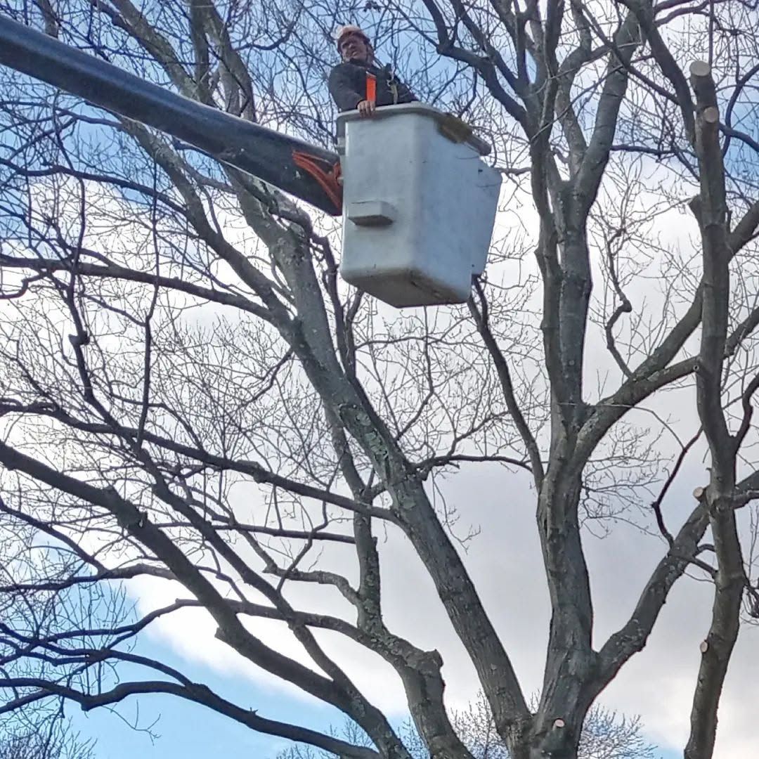 Worker in a bucket lift trimming tree branches against a bare winter sky.