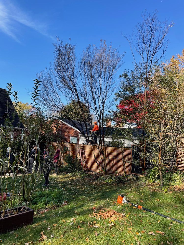 Backyard garden with bare trees, a wooden fence, blue sky, and autumn leaves scattered on the grass