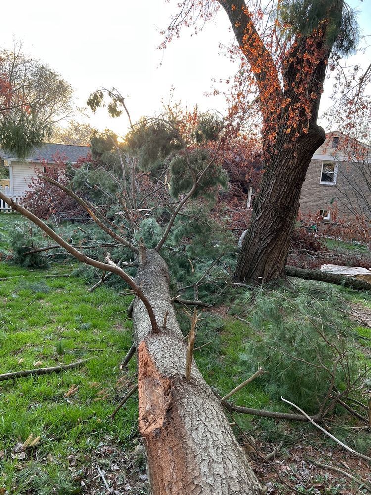 Broken tree trunk and fallen branches in a grassy yard beside a house at dusk