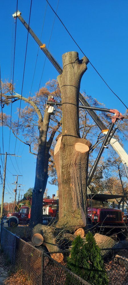Tree crew trimming a large roadside tree with a crane against a blue sky