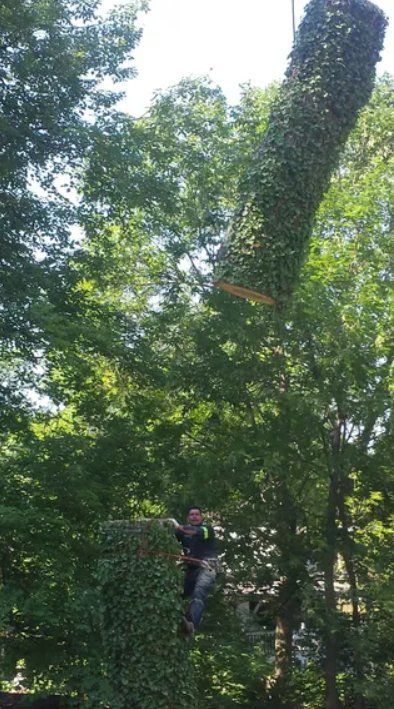 Person climbing a rope in a wooded area, surrounded by tall green trees.