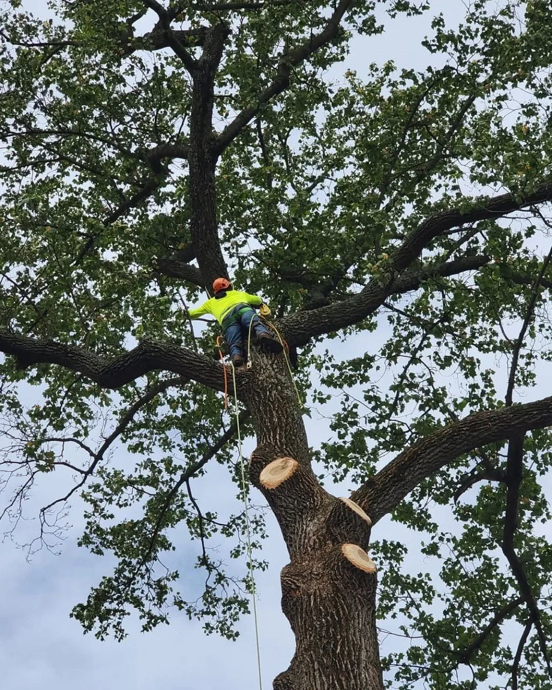 O&O Tree Service