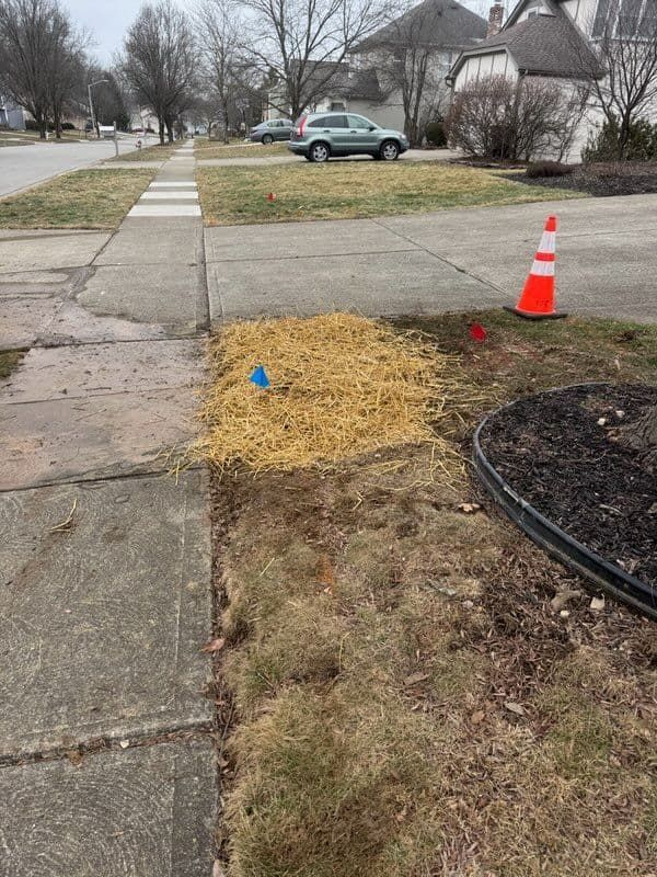 A sidewalk with a construction area marked with flags, an orange cone, and straw in a residential setting.