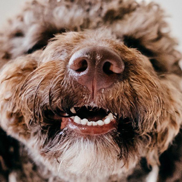 Dog healthy teeth