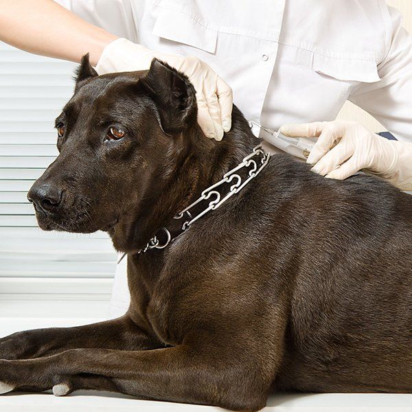 Installing microchip