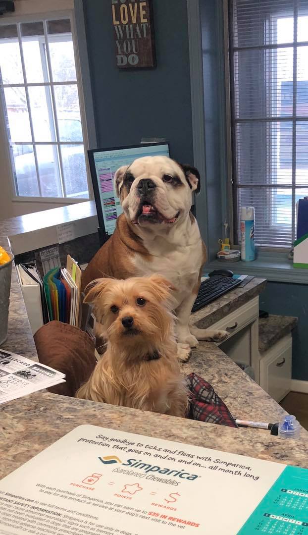 Dogs at the clinic