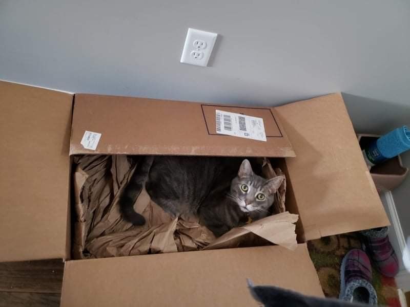 Cat in the box