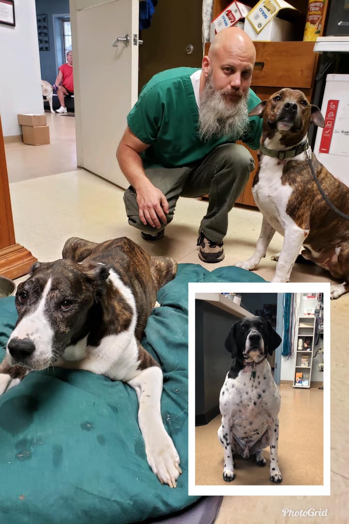 Dogs and the veterinarian