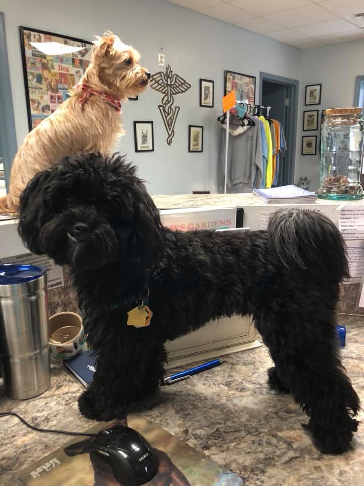 Dogs at the clinic