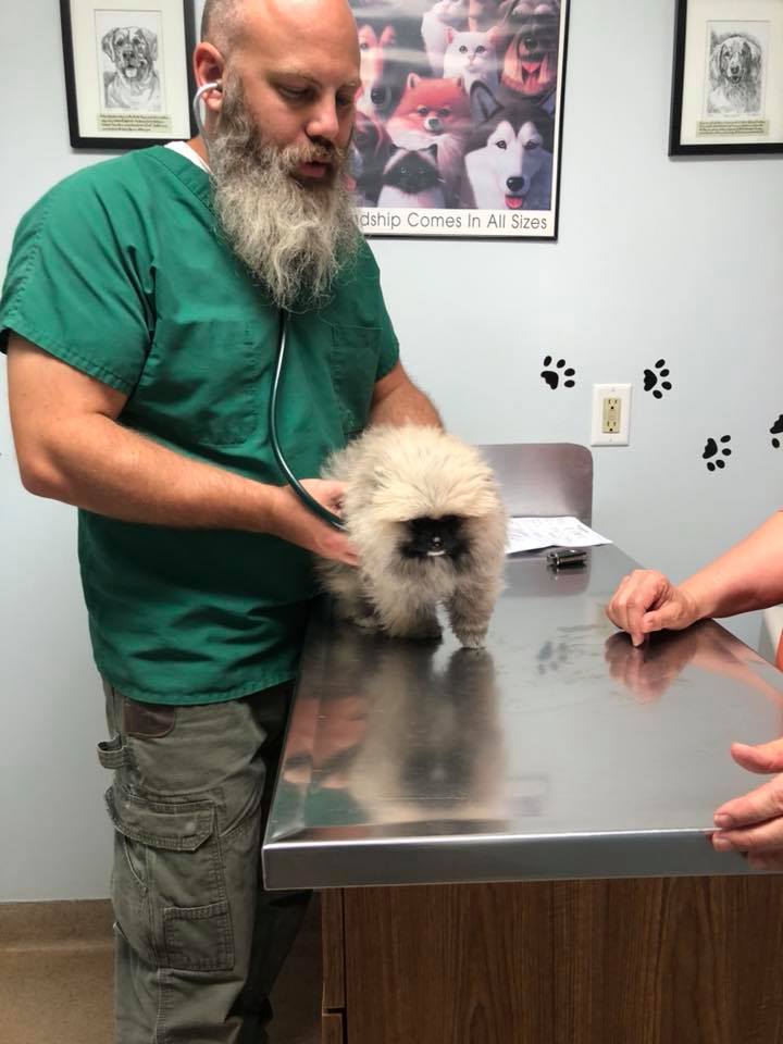 Dog checkup