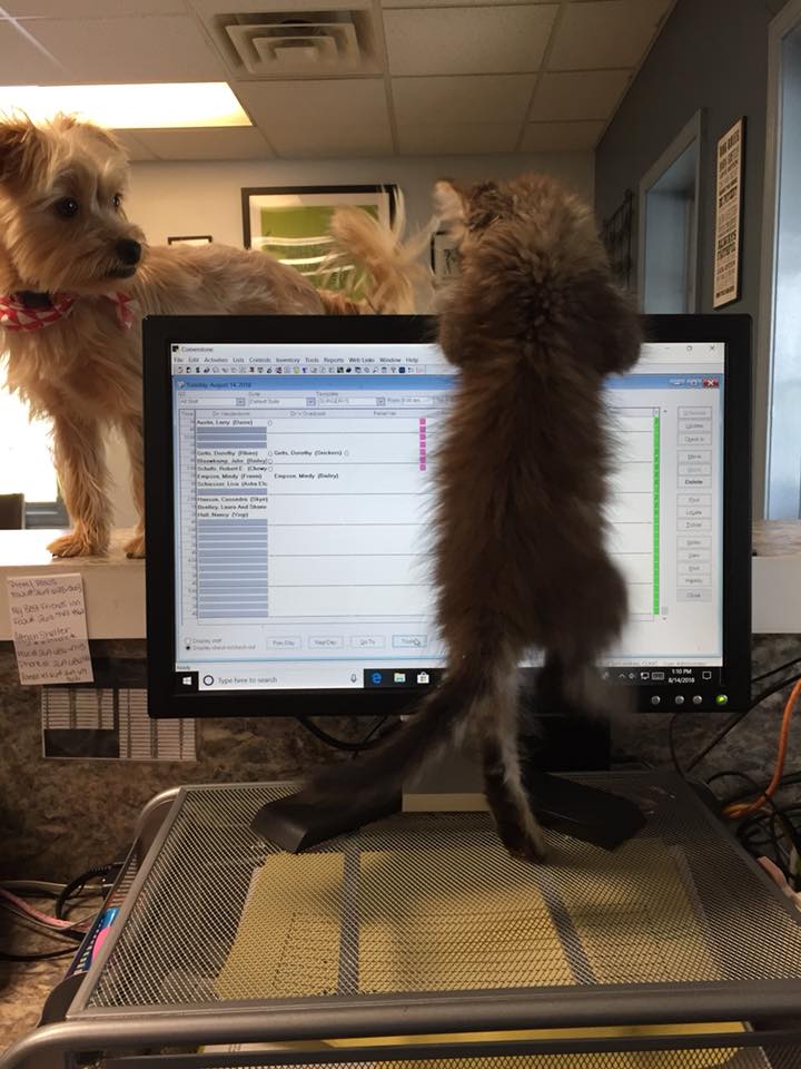 Puppy and kitten playing