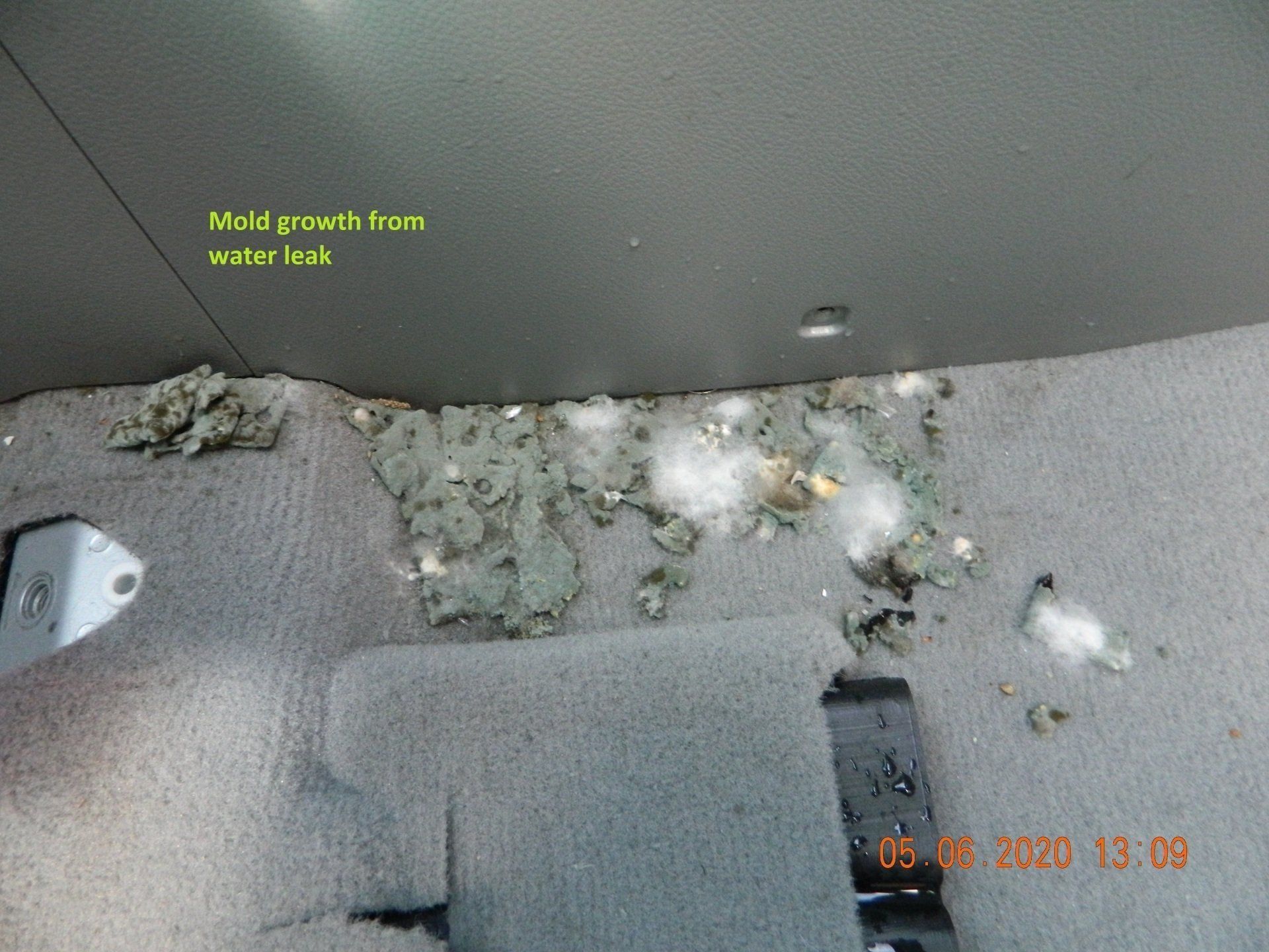 Mold growth from water leak