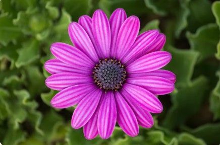 A purple flower