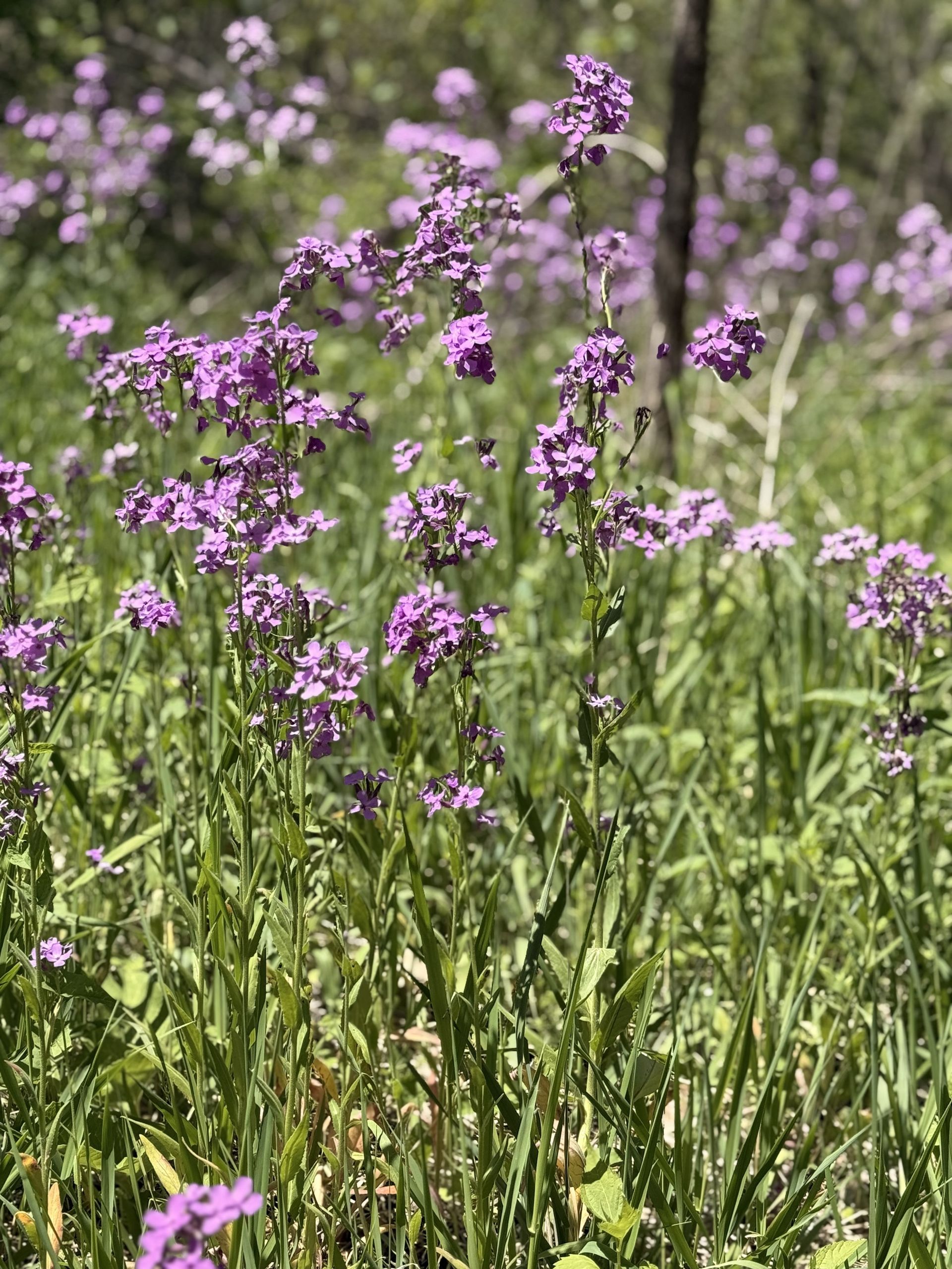 Purple Flowers in a field