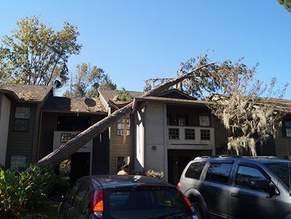 Tree on roof damaged by storm
