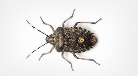 Why Stink Bugs Invite Themselves Into Maryland Homes for the Winter