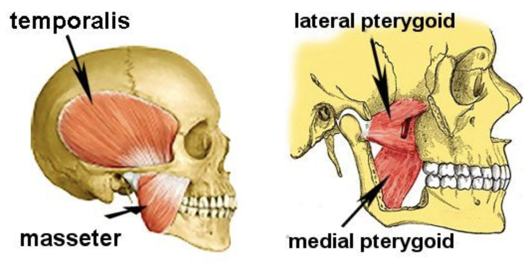 Can Physical Therapists Treat Temporomandibular Joint Dysfunction 6092