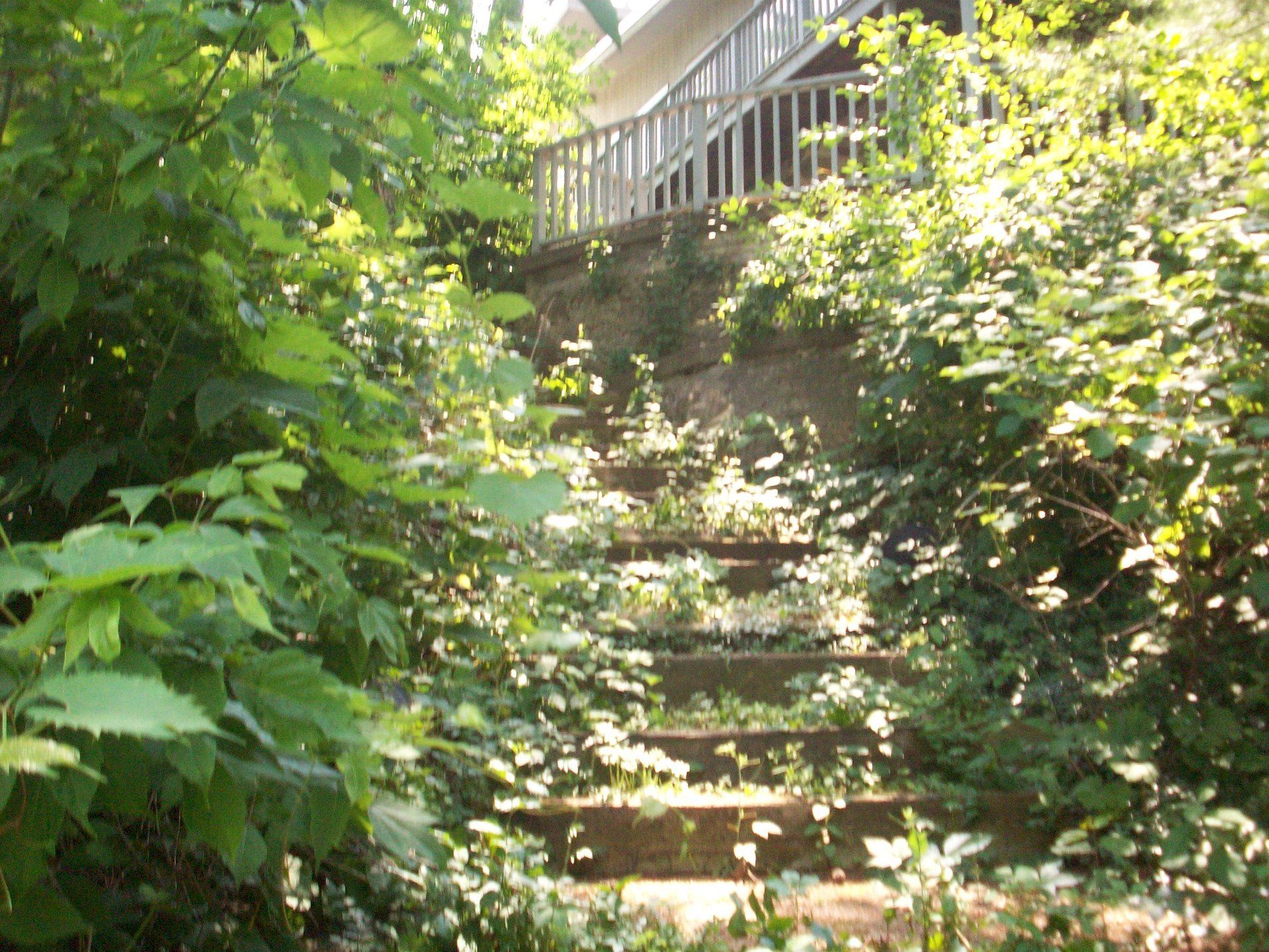 A set of stairs leading up to a house surrounded by trees