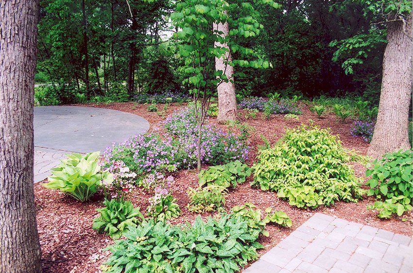 A garden filled with lots of plants and trees