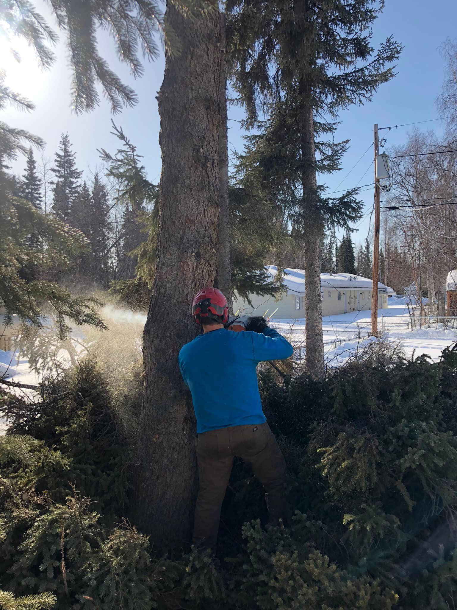 A man is cutting a tree with a chainsaw.