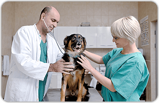 Veterinary services | Staten Island, NY | Peter Astarbi, DVM  | 718-356-3010