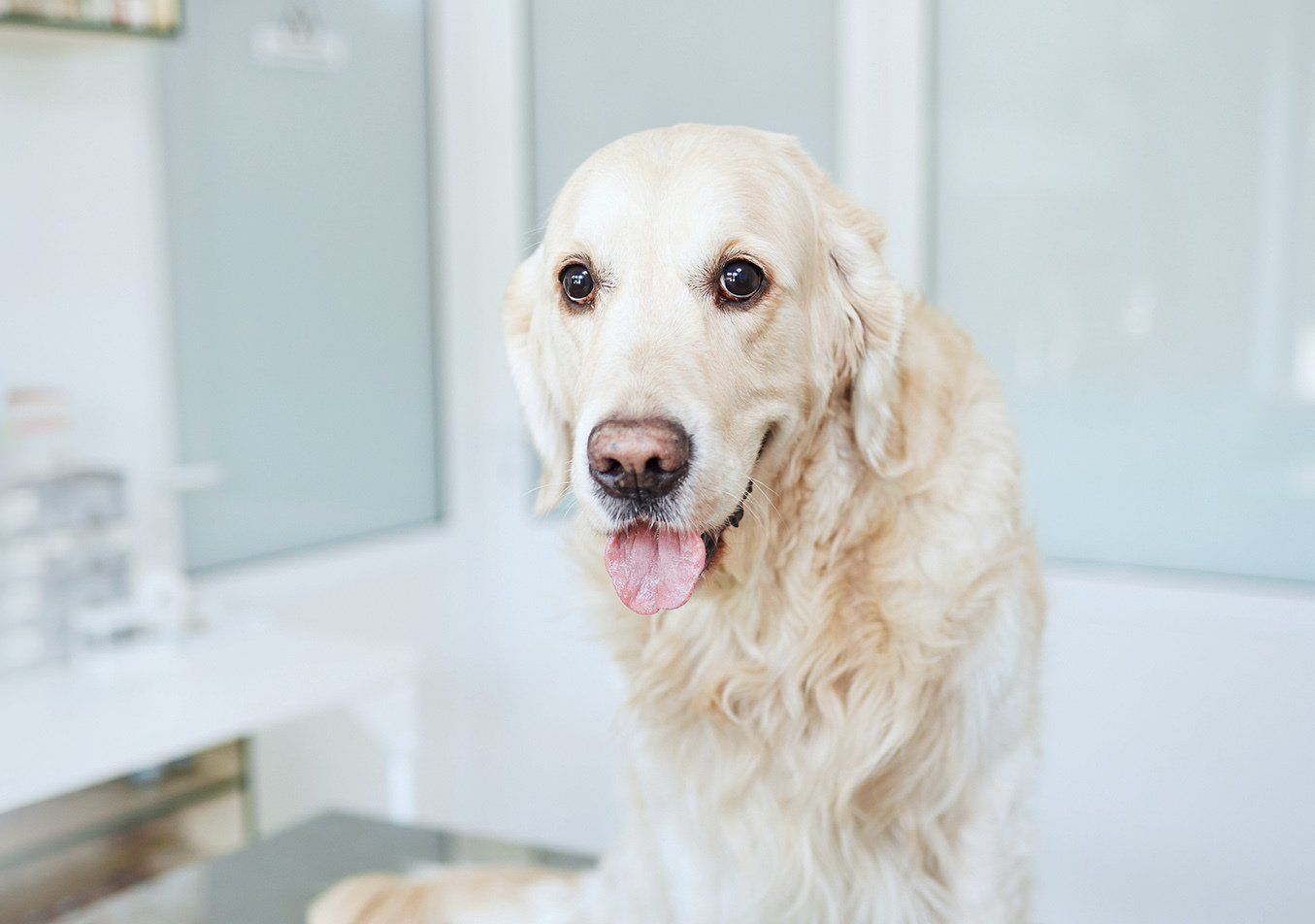 Jackson Veterinary Services Veterinarian Sierra Vista AZ