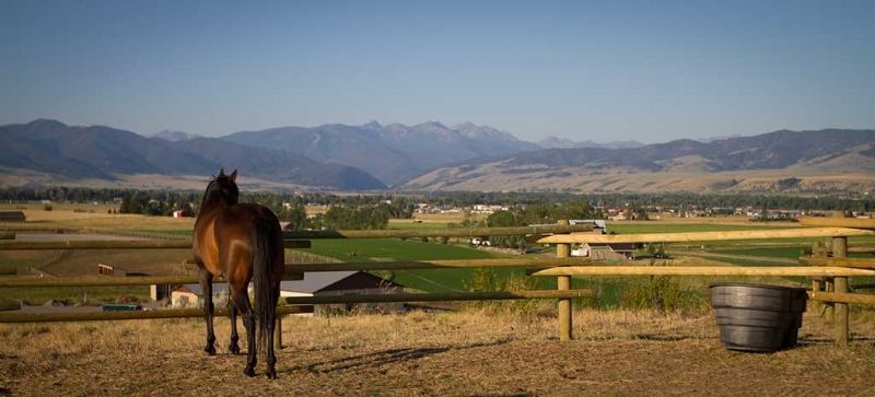 A horse is standing in a field with mountains in the background.