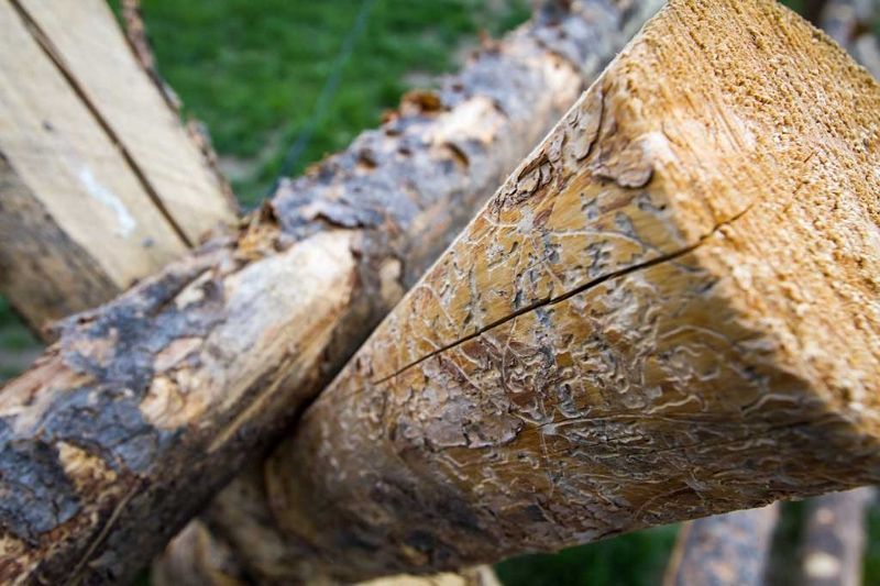 A close up of a pile of logs stacked on top of each other.