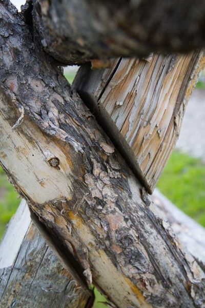 A close up of a piece of wood with a tree in the background.