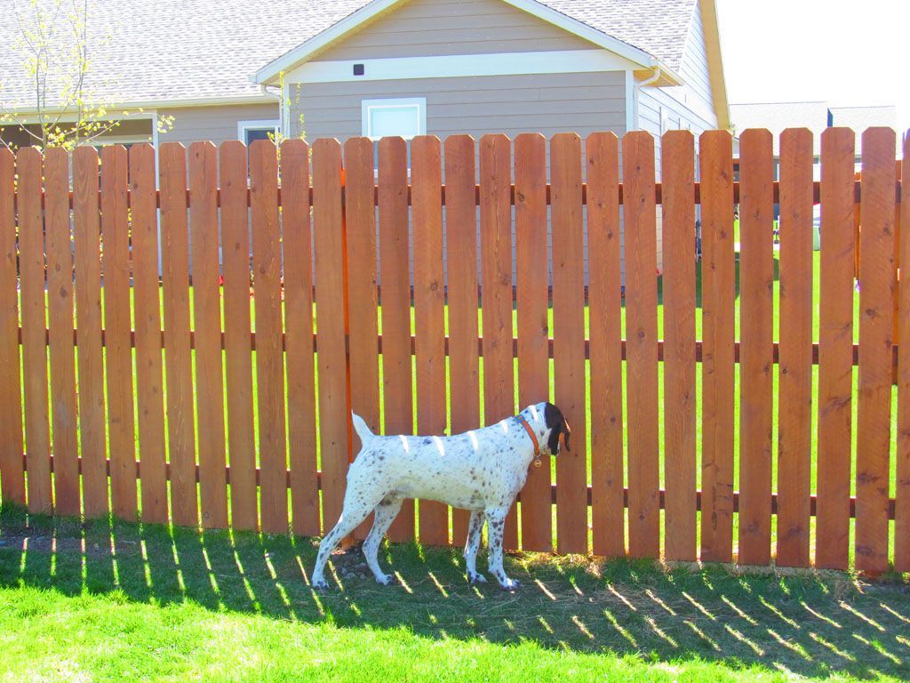 A dog standing in front of a wooden fence.