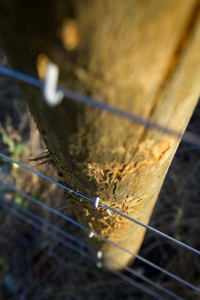 A close up of a tree trunk behind a wire fence.
