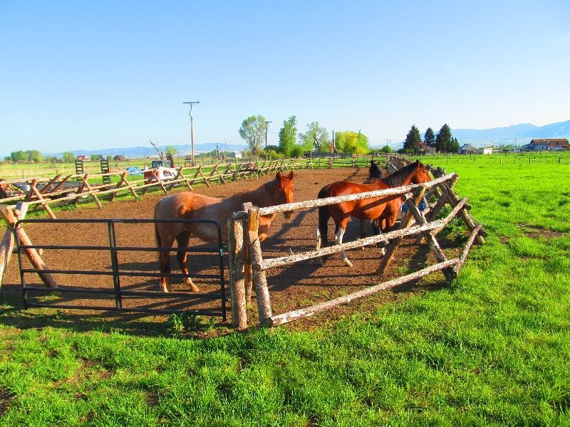Three brown horses are behind a wooden fence in a grassy field.