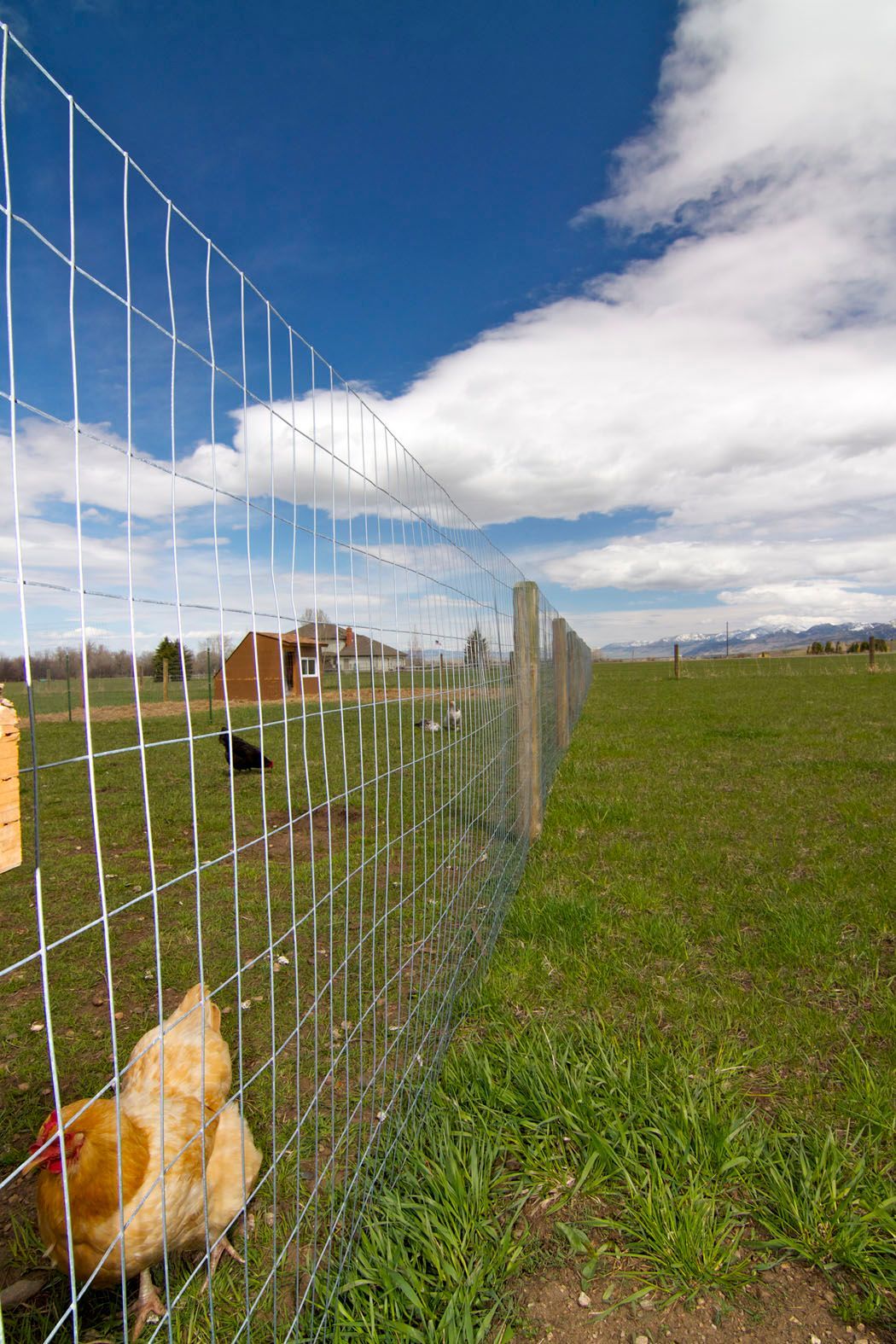 Two chickens are standing next to a wire fence in a field.